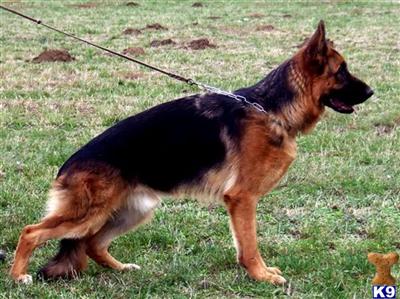 Dogs for Sale